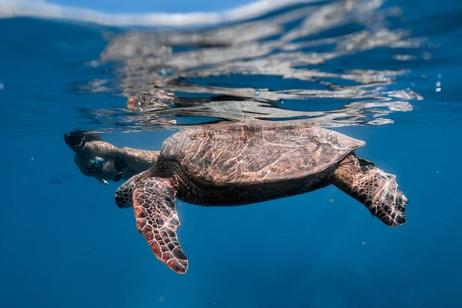 Turtle Canyon Snorkel: Semi Private Boat Tour - Preparing for the Adventure