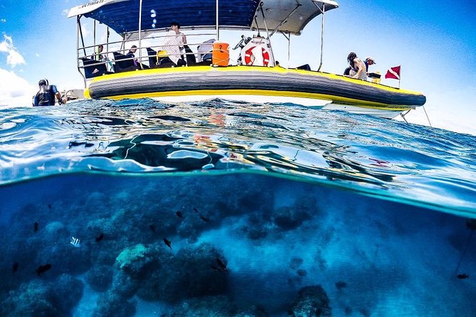 Ultimate 4 Hour Lanai Snorkel and Dolphin Encounter - Meeting Point and Logistics