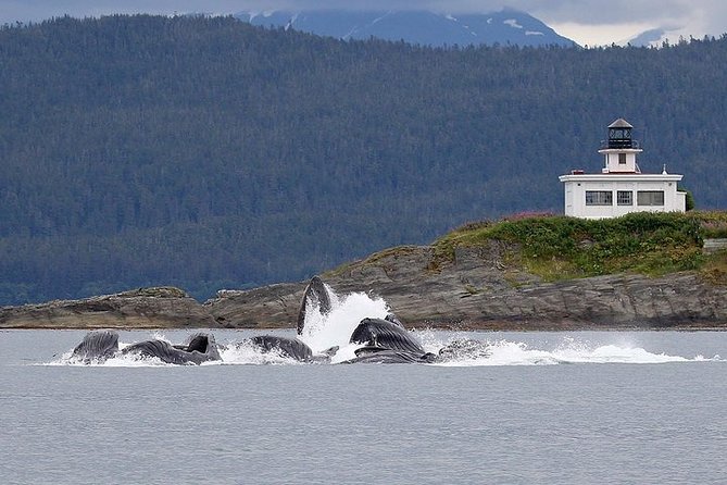 Ultimate Juneau Whale Watch Plus Mendenhall Glacier Photo Stop - Why Choose This Tour?