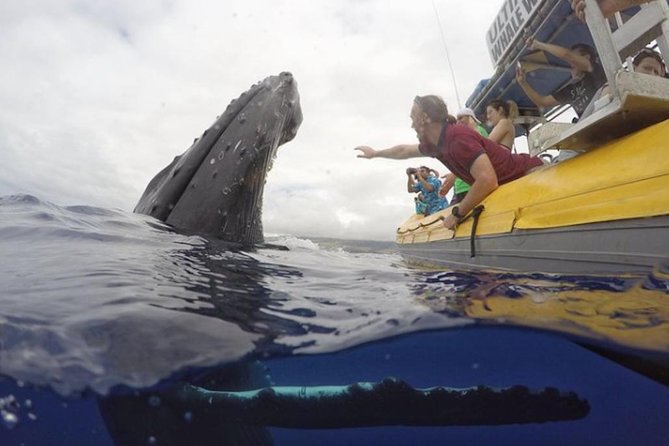 Ultimate Whale Watch, 2 Hour (Lahaina) Raft Style - Whale Watching Highlights