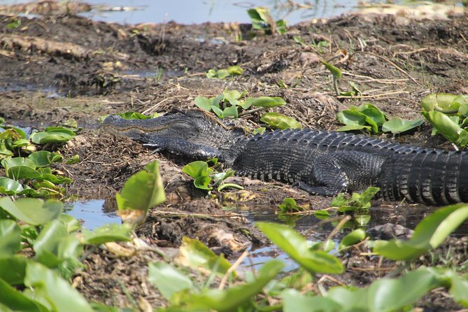 VIP Private Airboat Tour Near Orlando - Wildlife Encounters