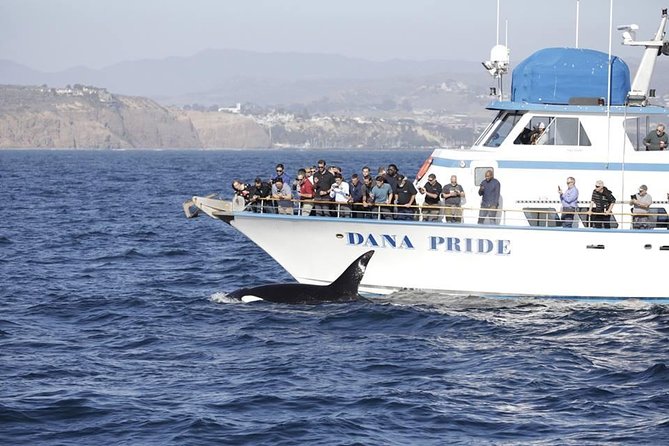 Whale Watching Excursion in Dana Point - Marine Wildlife Sightings