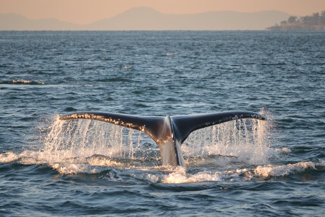 Whale Watching From Friday Harbor - Customer Reviews and Feedback