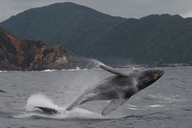 Whale Watching From Maalaea Harbor - Location and Directions
