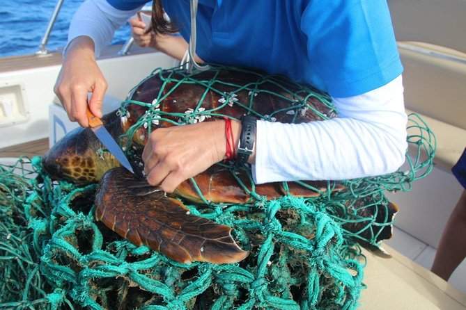 Whale Watching in Tenerife - Navigating the Logistics and Meeting Point