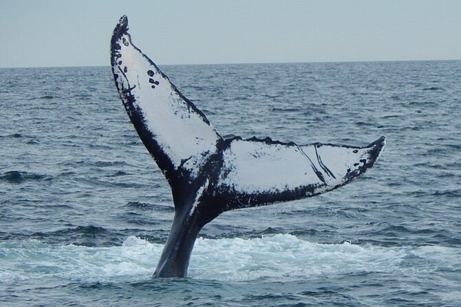 Whale Watching Tour in Gloucester - Planning Your Whale Watching Adventure