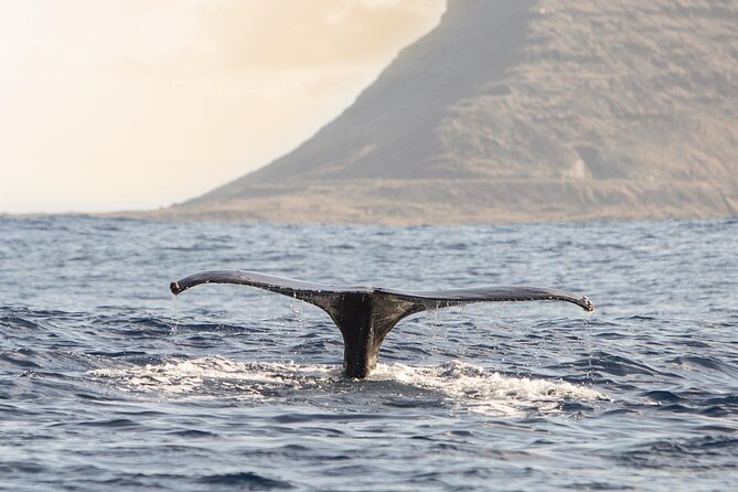 Wild Dolphin Watching and Snorkel Safari Off West Coast of Oahu - Customer Reviews and Highlights
