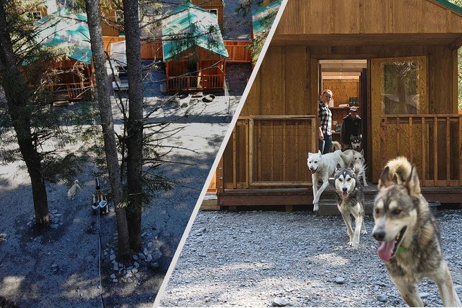 Wilderness Dog Sled Ride and Tour in Seward - Traveler Reviews and Feedback