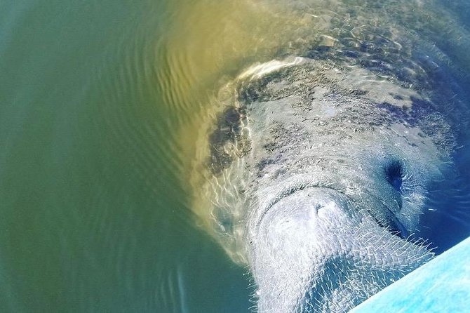 Wildlife Refuge Manatee, Dolphin & Mangrove Kayak or Paddleboarding Tour! - Equipment and Amenities Provided