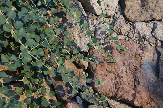 Wine Tasting the CLASSICS - Exploring the Aeolian Islands
