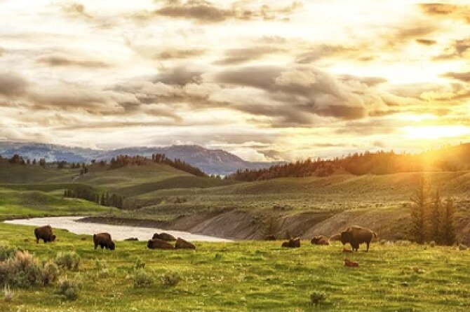 Yellowstone and Grand Teton 4 Day 3 Night Wildlife Adventure - Marveling at Yellowstones Iconic Sights