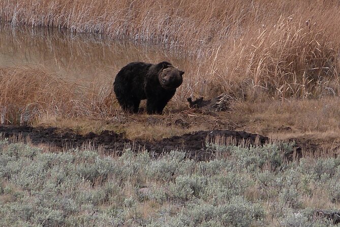 Yellowstone Lower Loop Full-Day Tour - What to Expect on the Tour