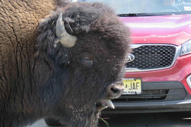 Yellowstone National Park - Full-Day Lower Loop Tour From West Yellowstone - Expert Local Guides