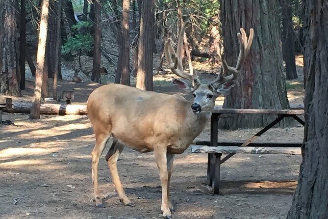 Yosemite Highlights Small Group Tour - Comprehensive Tour Format