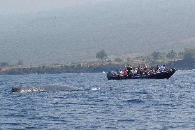 Zodiac Raft Whale Watching Adventure - Experiencing the Thrill of the Zodiac Ride