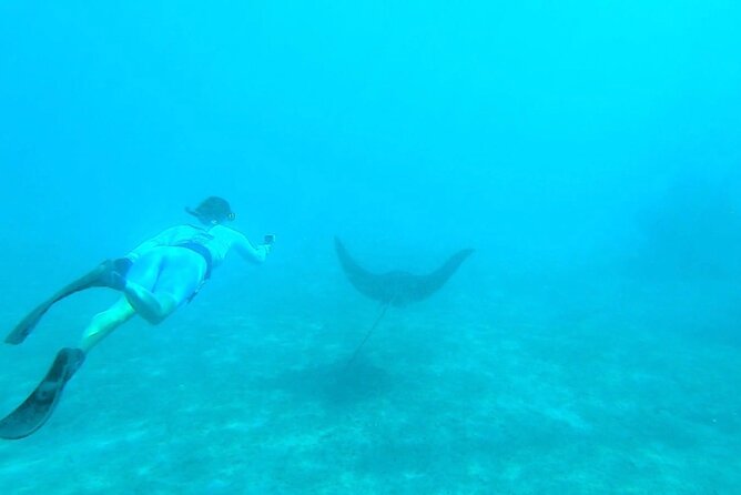 2 ½ - Hour Guided Snorkel Tour of Phil Foster Park, Free Videos! - Exceptional Guide and Guest Reviews