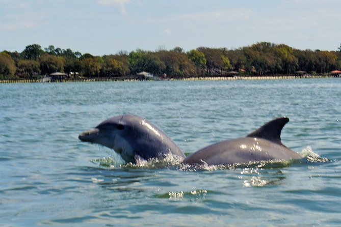 2-Hour Private Hilton Head Dolphin Watching Cruise - Wildlife Sightings and Captain Highlights
