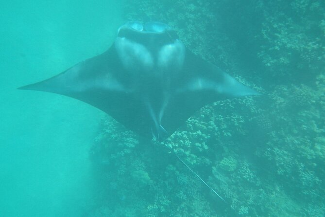 3.5 Hour Kailua-Kona Ocean Kayak and Snorkel Tour - Cliff Jumping Experience