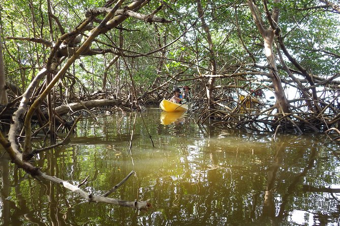 3 Hour Guided Mangrove Tunnel Kayak Eco Tour - Customer Feedback