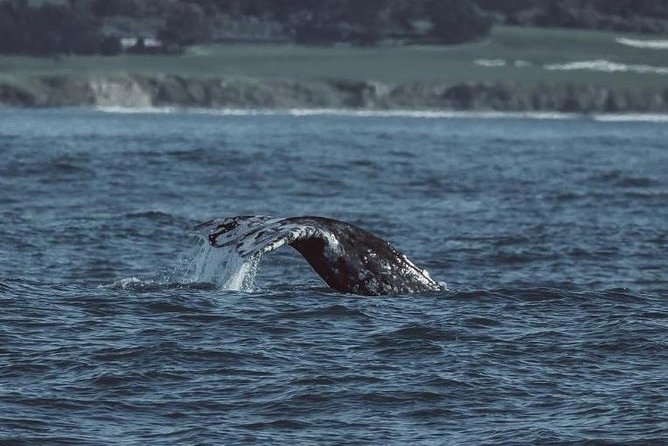 3-Hour Whale Watching Tour From Monterey - Preparing for the Whale Watching Adventure