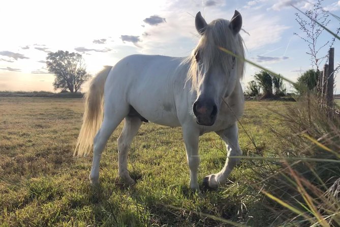 4x4 Camargue Safari 4h - Departure From Arles - Suggestions for Improvement
