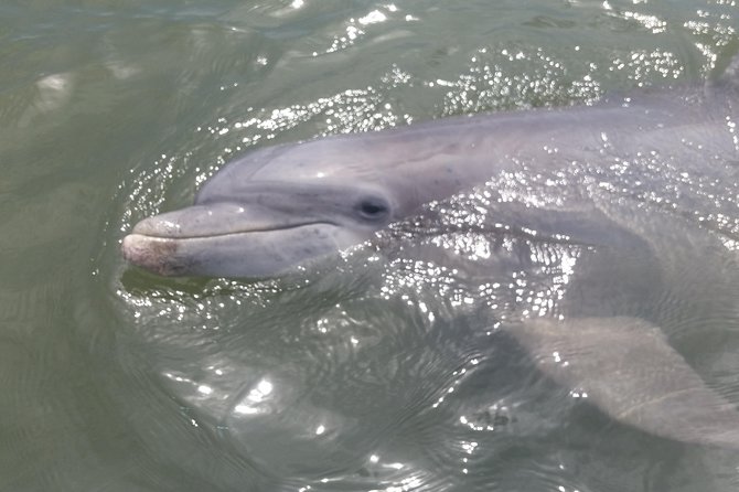 90-Minute Dolphin and Nature Tour of Hilton Head - Preparing for the Dolphin and Nature Tour