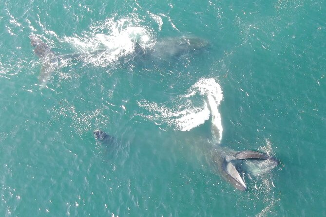Alaska Whale Watching With Bonus Drone Viewing of Whales - Exceptional Customer Reviews