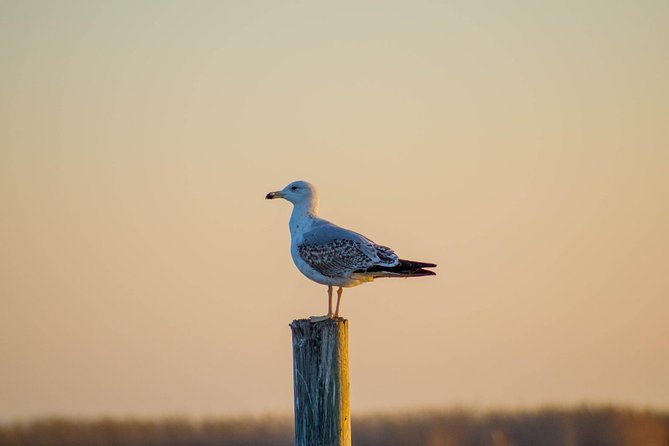 Albufera Natural Park Tour With Boat Ride From Valencia - Boat Ride Experience