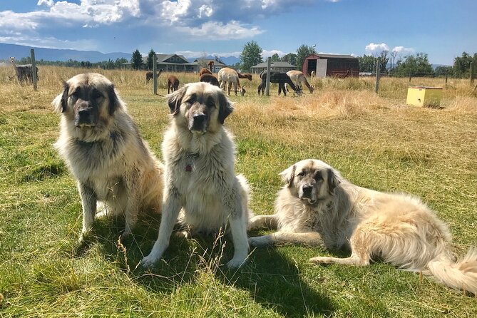 Alpaca and Llama Farm Tour - Suitability for All Ages