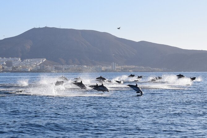 Bonadea II Ecological Whale Watching, 2 Hours - Positive Customer Feedback