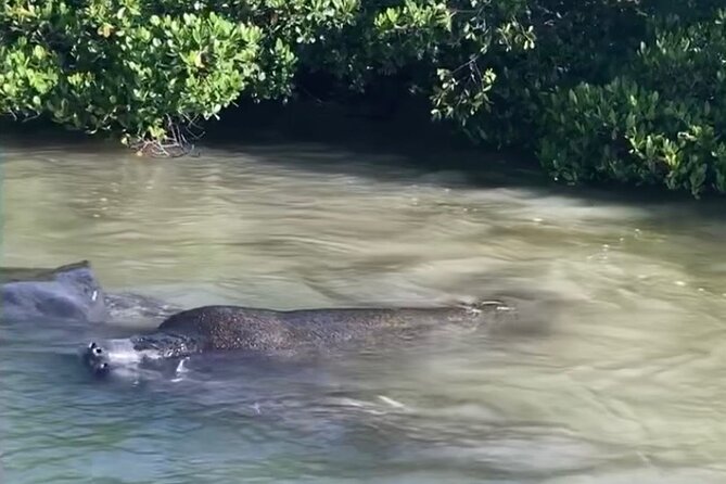 Clear Kayak Guided Eco Tour in North Naples - Customer Feedback and Recommendations
