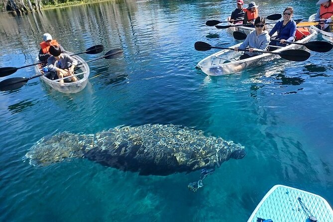 Clear Kayak or Paddleboard Manatee Adventure - Tips for Preparation