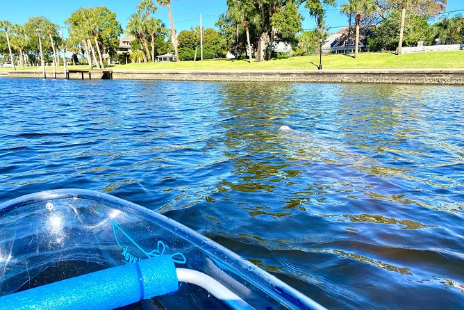Clear Kayak Tour of Tarpon Springs | Manatee Season - Guides and Customer Feedback