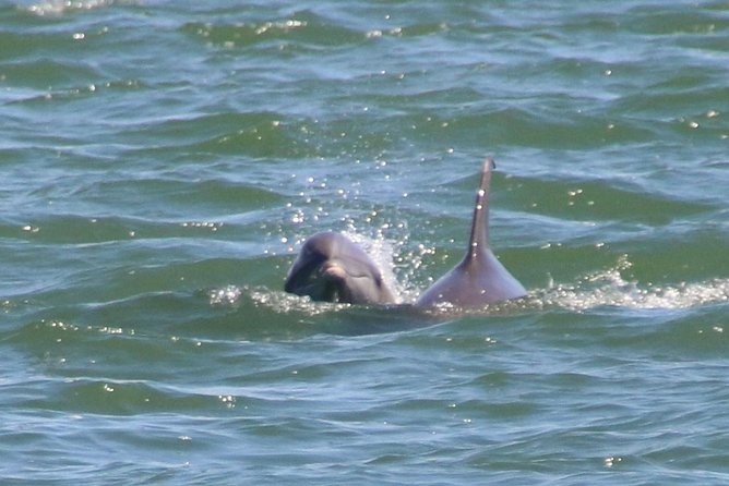 Clearwater Encounters With Dolphins Tour - Exploring Compass Island