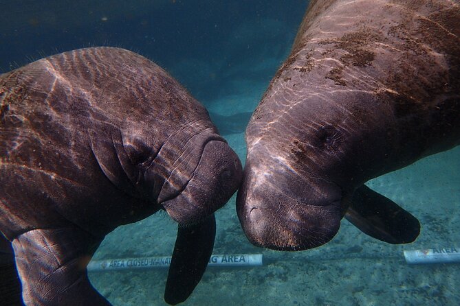 Deluxe Manatee Swim Tour - Preparing for the Manatee Swim Tour