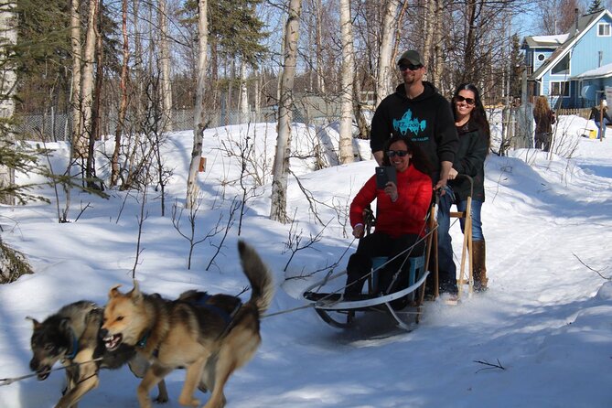Dog Sledding Adventure in Willow, Alaska - Considerations for Prospective Participants