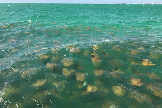 Dolphin Shelling Snorkeling Cruise in Tampa - Health Restrictions and Service Animals