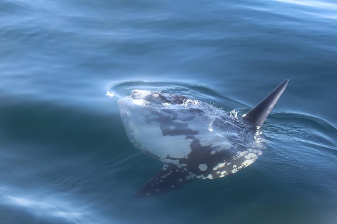Dolphin Watching + 2 Islands Tour - From Faro - Island Visits