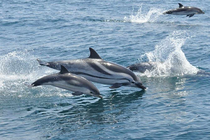 Dolphin Watching Excursion in Gibraltar - Reasons for the Excursions Popularity