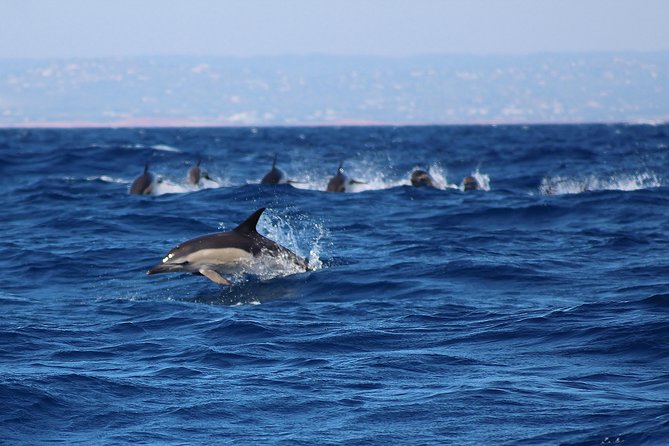 Dolphin-Watching in Marina De Lagos - What to Expect on the Cruise