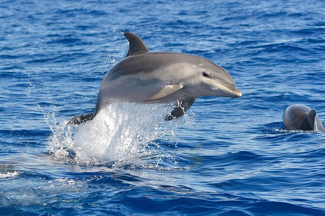 Dolphin Watching Tour With Snorkeling From Olbia - Opportunities to Spot Wildlife