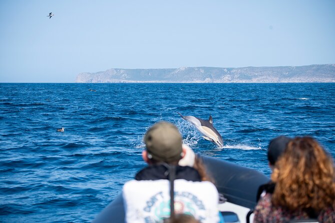 Dolphin Watching With Biologist in Arrábida Natural Park - Accessibility Features of the Tour