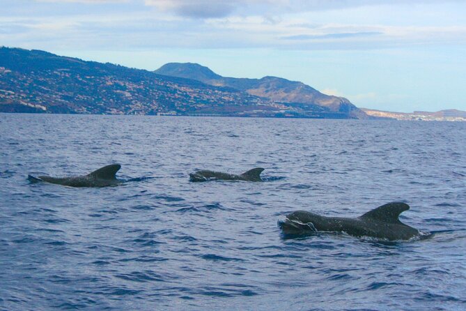 Eco-Friendly Catamaran Dolphin and Whale Watching - Environmental Commitment and Practices