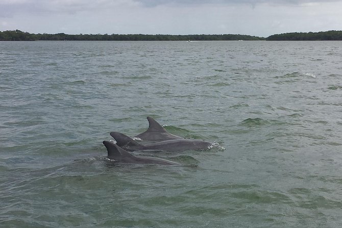 Everglades Day Safari From Fort Myers/Naples Area - Discovering the Big Cypress National Preserve