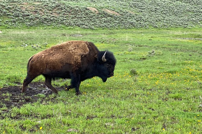 Exclusive Private Yellowstone Adventure: Explore The Lower Loop - Convenience and Comfort for Travelers