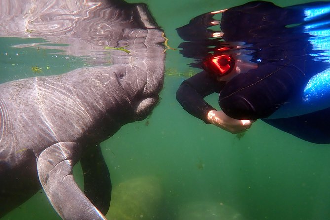Exclusive Small Group VIP Heated Manatee Snorkel Tour - Personalized Service and Attention