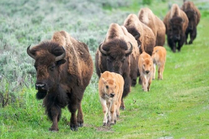 From Jackson Hole: Yellowstone Old Faithful, Waterfalls and Wildlife Day Tour - Amenities and Inclusions of the Tour