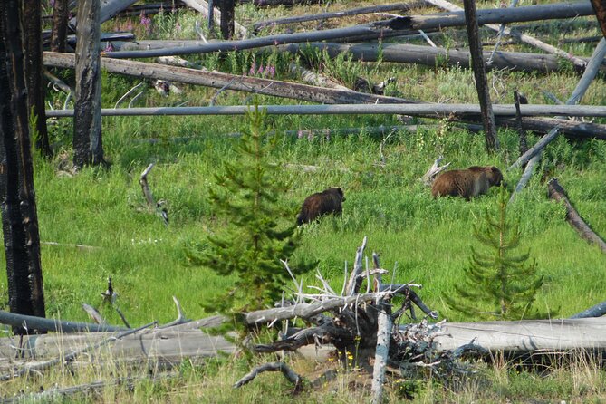 Full-Day Guided Yellowstone Day Tour - Ideal for Experiencing Yellowstone