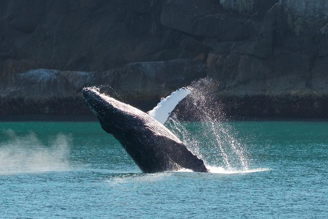Full-Day Kenai Fjords National Park Northwestern Cruise - Chiswell Islands and Seabird Colonies