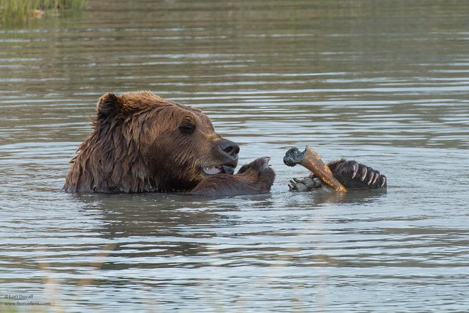 Glaciers and Wildlife: Super Scenic Day Tour From Anchorage - Accessibility and Participation